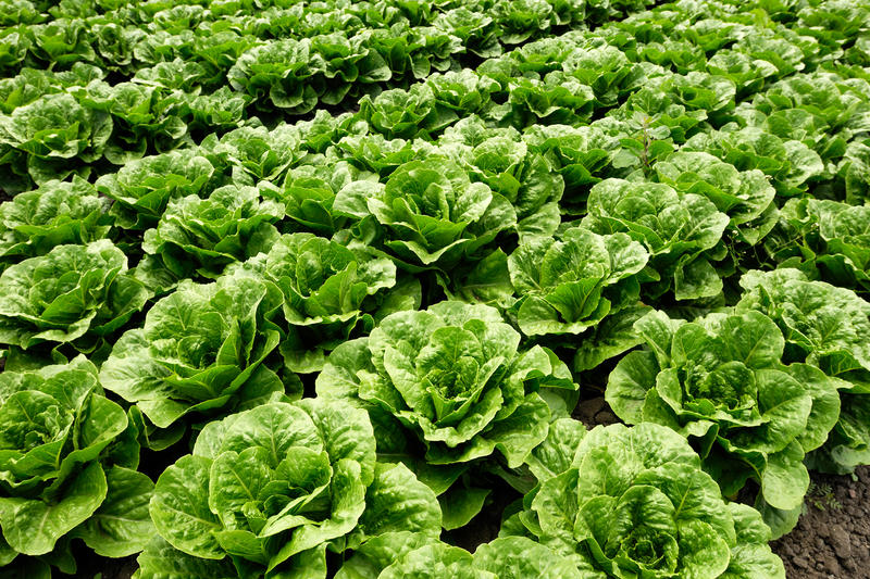 California farm allegedly linked to E. coli outbreak; FDA stayed mum