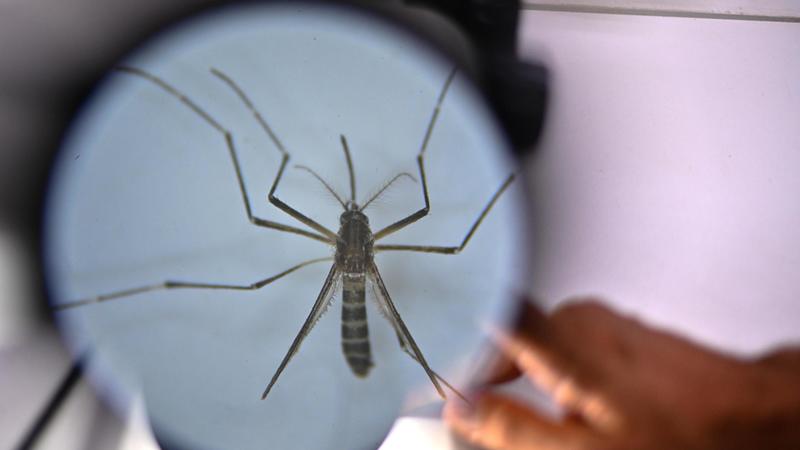 Caso di dengue, scatta il ricovero. Disposti controlli e disinfestazione