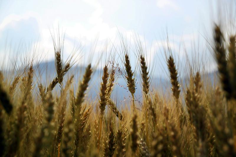 Stocker les grains en consommant moins d’énergie : et si le passé éclairait le futur ?