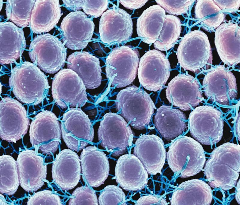 Will Florida Teens With Sexually Transmitted Diseases Have To Tell Their Parents Before They Can Get Treatment?
