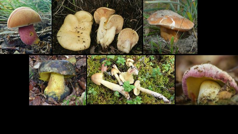 Près d’un tiers des champignons recensés sont menacés d’extinction