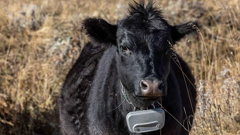 Virtual Fencing Can Help Buffalo Roam and Antelope Play