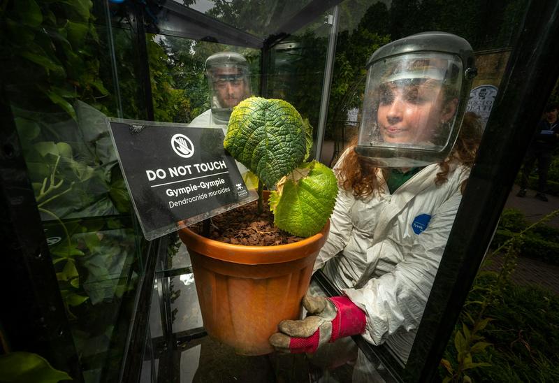Soigner ou tuer : petite visite dans les dangereux jardins de plantes à poisons