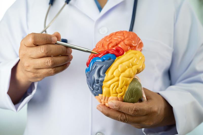 No tenemos un cerebro reptiliano