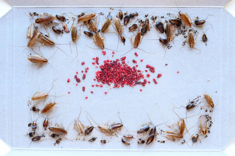 With Proposed Glue Trap Ban, San Francisco Sides With the Pests