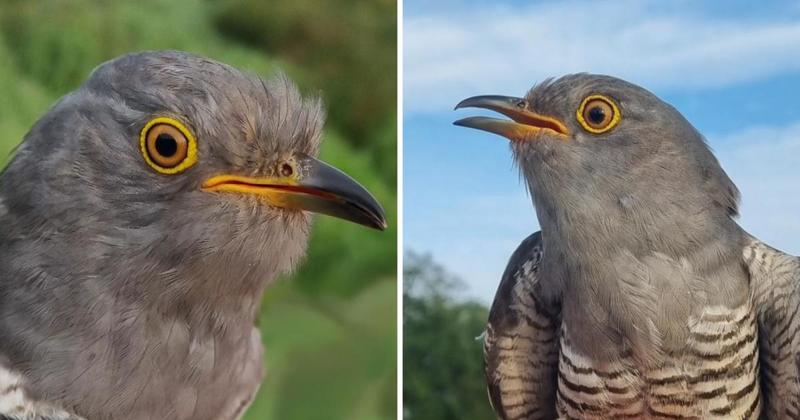 Heartbreak as Nick the cuckoo dies after migrating from Suffolk to Africa