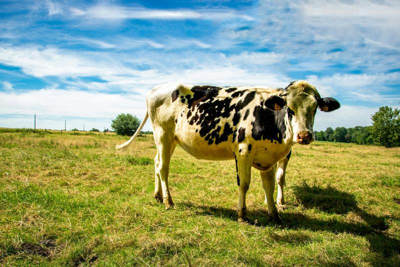 Vaches à lait, vaches à viande : ce qu’il faudrait changer pour notre santé et notre environnement
