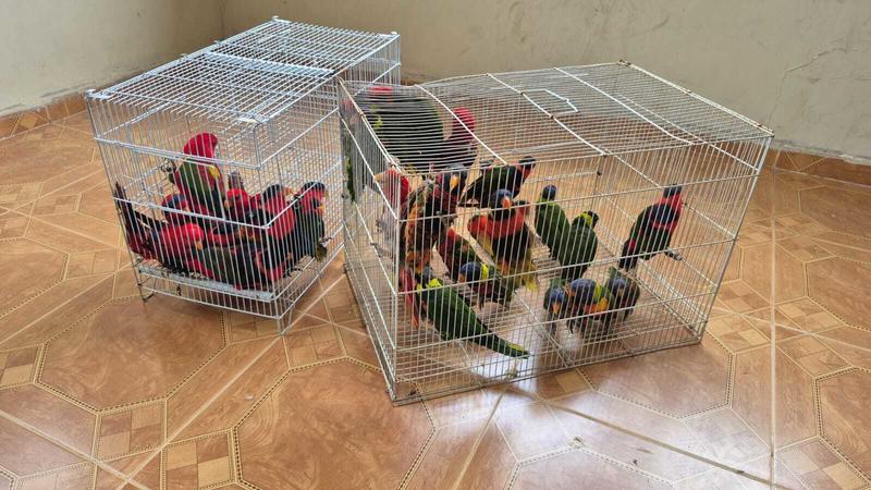 Police return stolen birds to Jerusalem zoo; thieves ‘knew exactly what to steal’