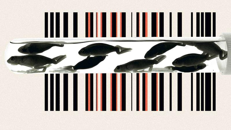 ICE Is Trying To Deport a Harvard Medical School Researcher Over Frog Embryos
