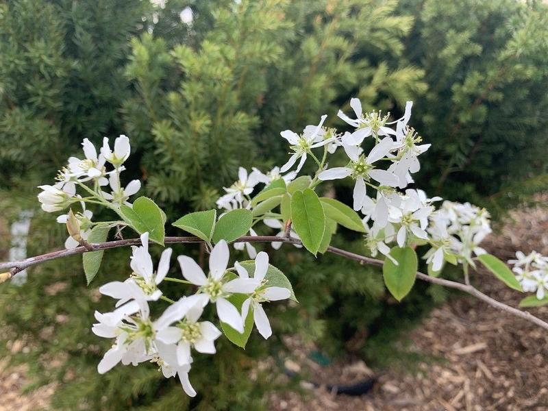GARDEN CLIPPINGS: Juneberry a go-to tree to attract birds