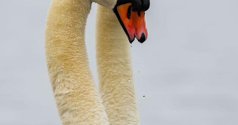 Pair of swans put on an elegant show
