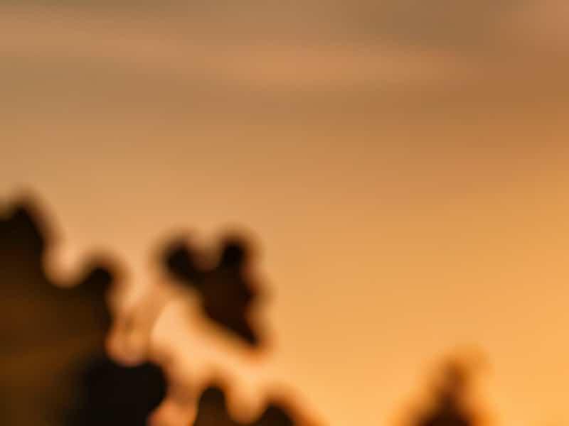 10 vins chiliens abordables qui valent le détour