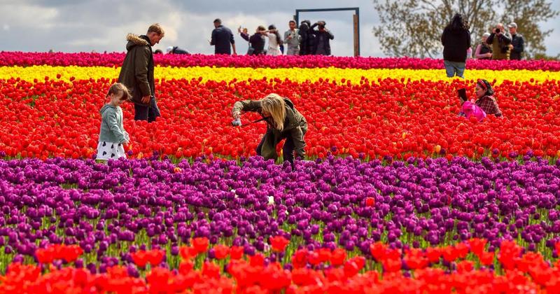 Fields ablaze with colour as visitors drive more than three hours for a glimpse