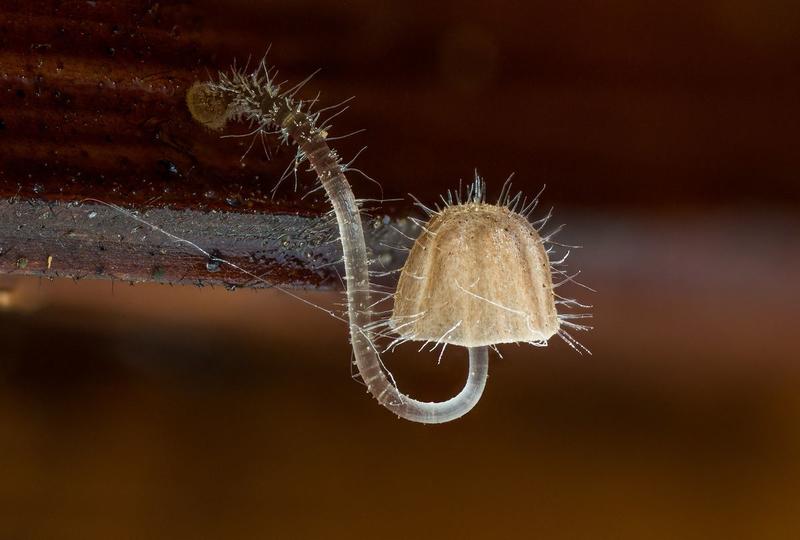 Weird, rare mushrooms in Ecuador reveal secrets about life and loss of biodiversity