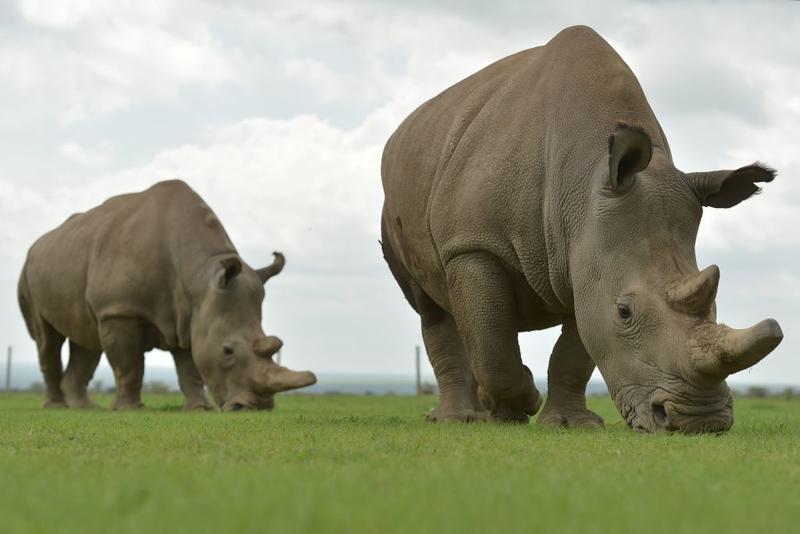 What We Really Need to Fight Against Extinction