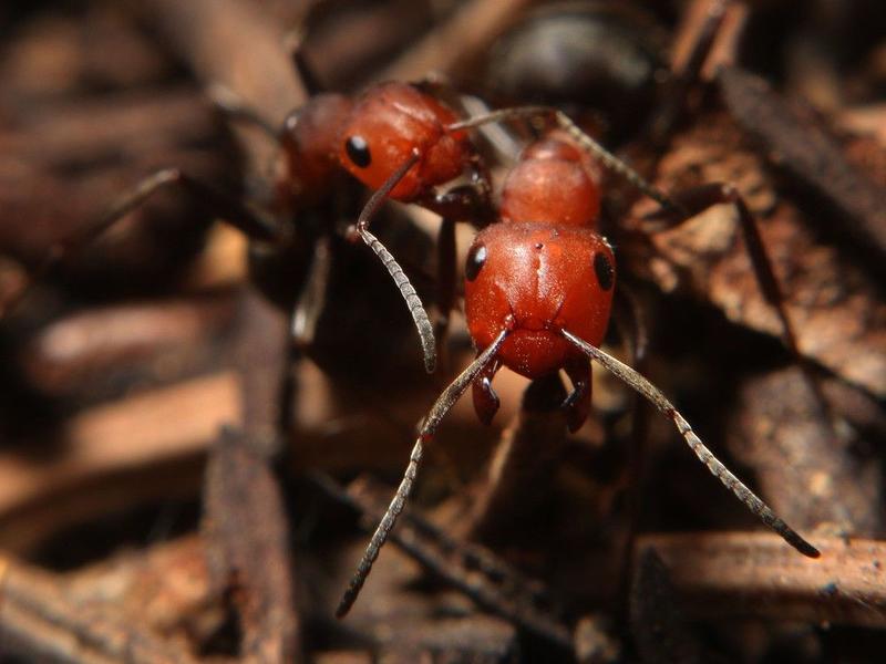 The Bookless Club: How do you do battle with ants and other summer pests?