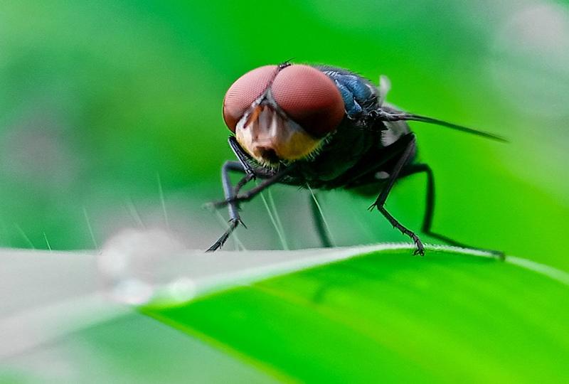 We once rid the US of this nasty parasite. Now it could be coming back