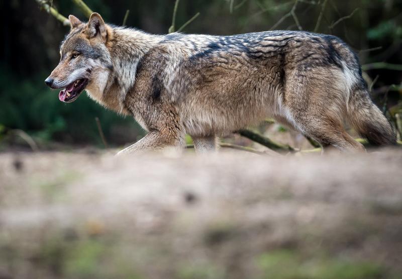 Zu viel Angst vorm bösen Wolf