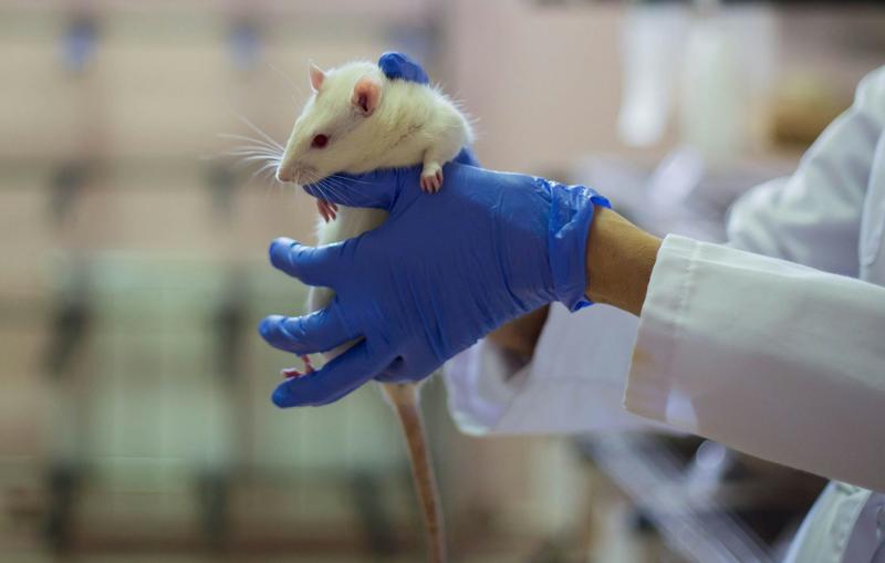 L’expérimentation animale est-elle encore pertinente ? L’exemple de la maladie de Parkinson