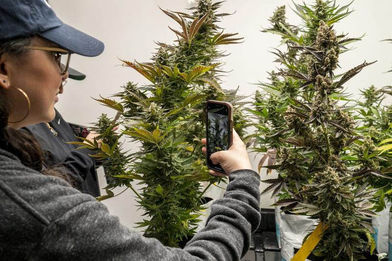 Congress, Don't Give the Marijuana Industry a Tax Cut | Opinion