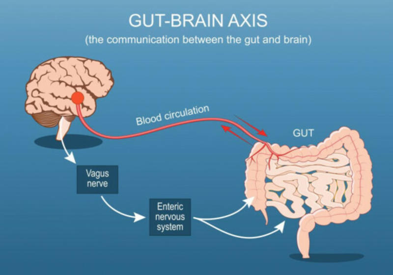 Parkinson's: The gut-brain axis provides food for thought in the treatment of this disease