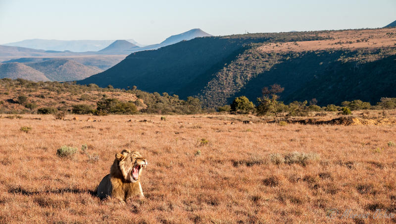 Tracking South Africa’s Big Five: A Safari of Conservation and Adventure