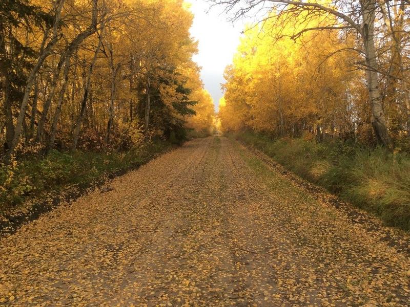 Opinion: Earth Day time to recall value of forests, including in Sask.