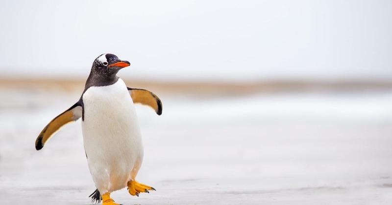 Penguin poop