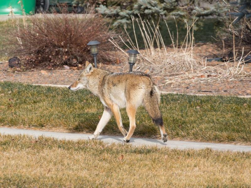 AGAR: City fails to realize coyotes are vicious predators, not my 'neighbour'