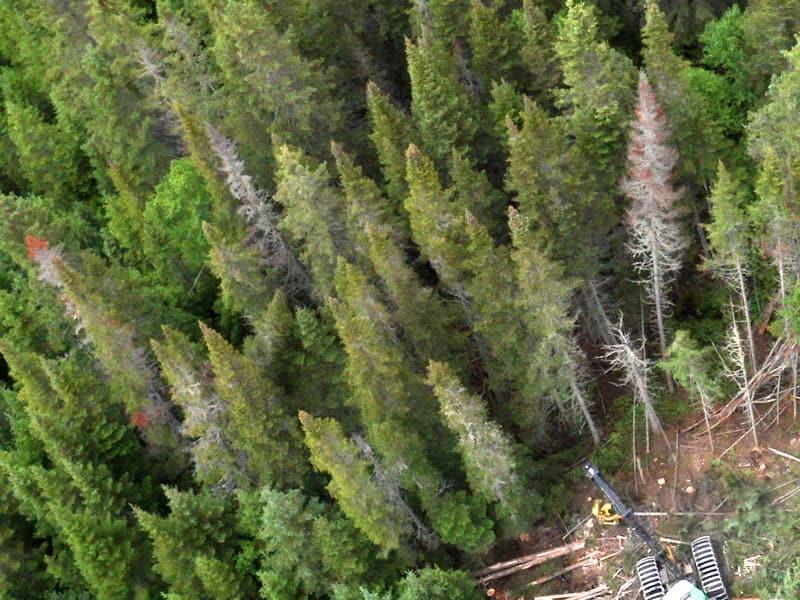 Usurpation de l’héritage forestier collectif