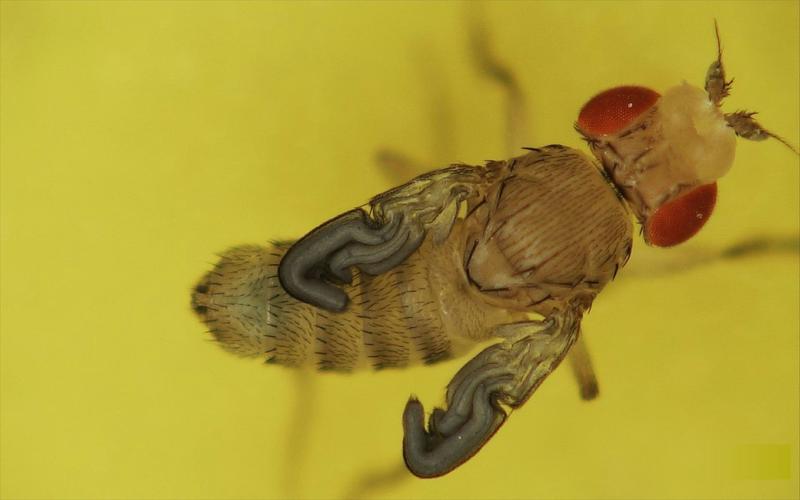 Quand la mouche déploie ses ailes