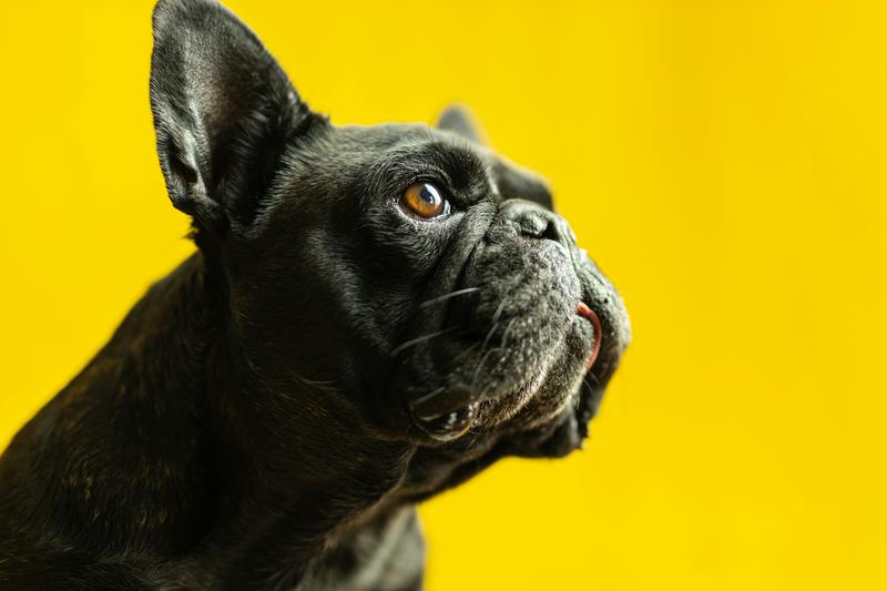 10 Best CBD Oil for Dogs: Best for Anxiety, Pain, & Arthritis