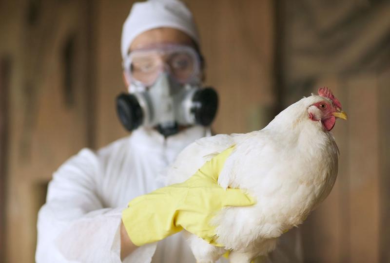 Bird flu isn't as silent as we think — experts caution the pandemic threat is still growing