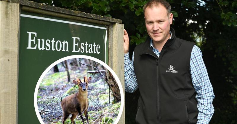 Estate faces rising deer population - as cost of culls becomes unsustainable