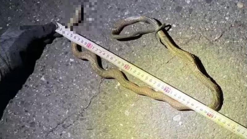 Così un serpente di un metro ha mandato in tilt l’alta velocità in Giappone
