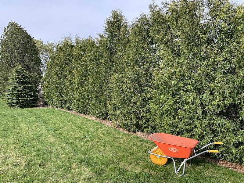 GARDEN CLIPPINGS: Cedars offer backyard privacy, bird landing spots