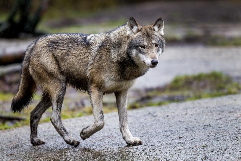 Erä | Lukijalta: Luken mukaan susikanta on kasvanut