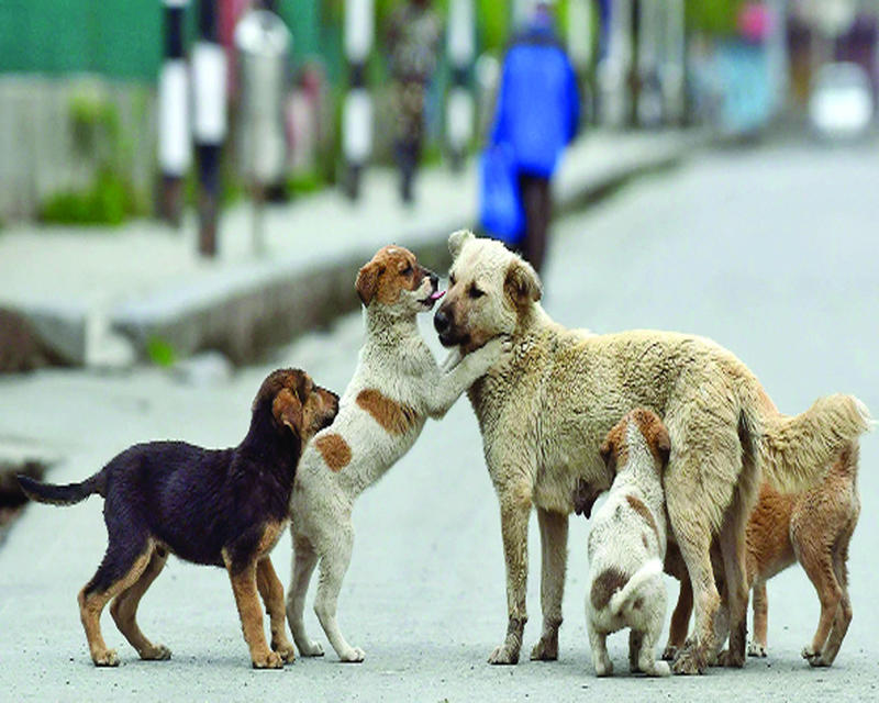 Delhi’s stray cows and dogs