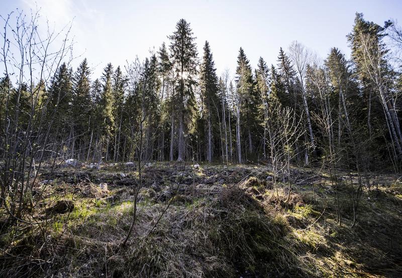 Politiikka | Lukijalta: Vihreät kannattaa kestävää metsätaloutta