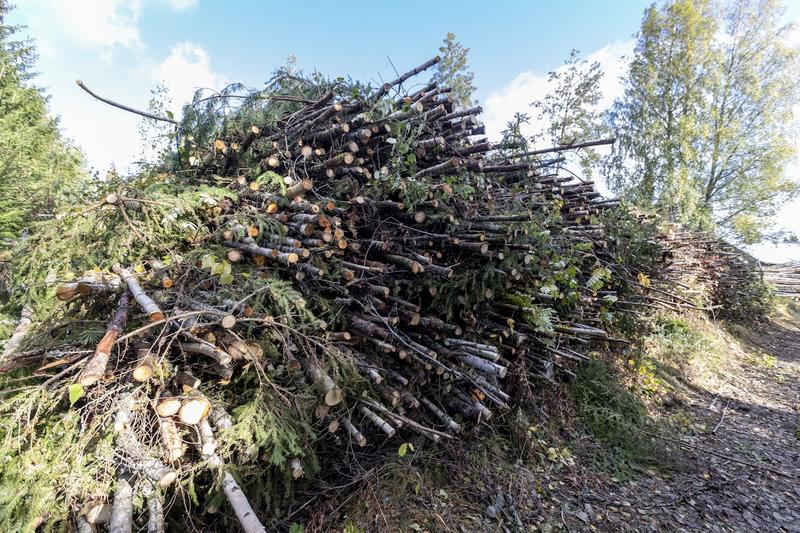 Politiikka | Lukijalta: Metsän suojelu ei ole vain vanhojen metsien suojelua