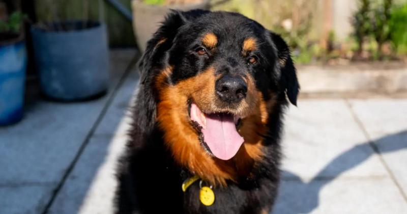 'Gentle, friendly giant' hopes to find forever home in Norfolk