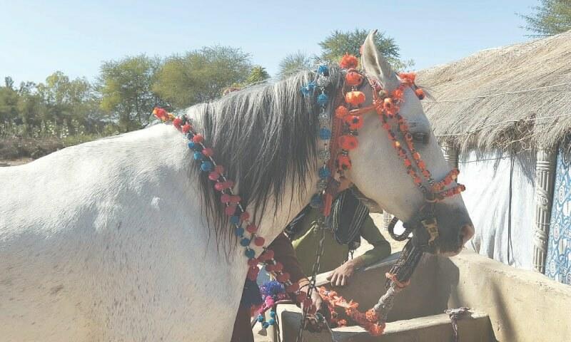CULTURE: THE EQUINE PRIDES OF SINDH
