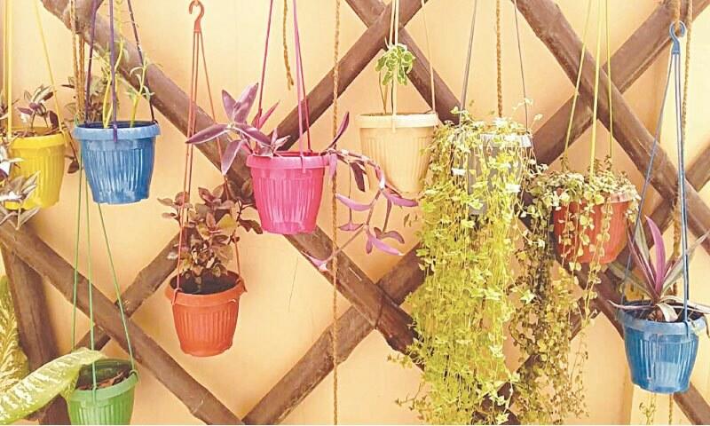 GARDENING: THE VERTICAL GARDEN