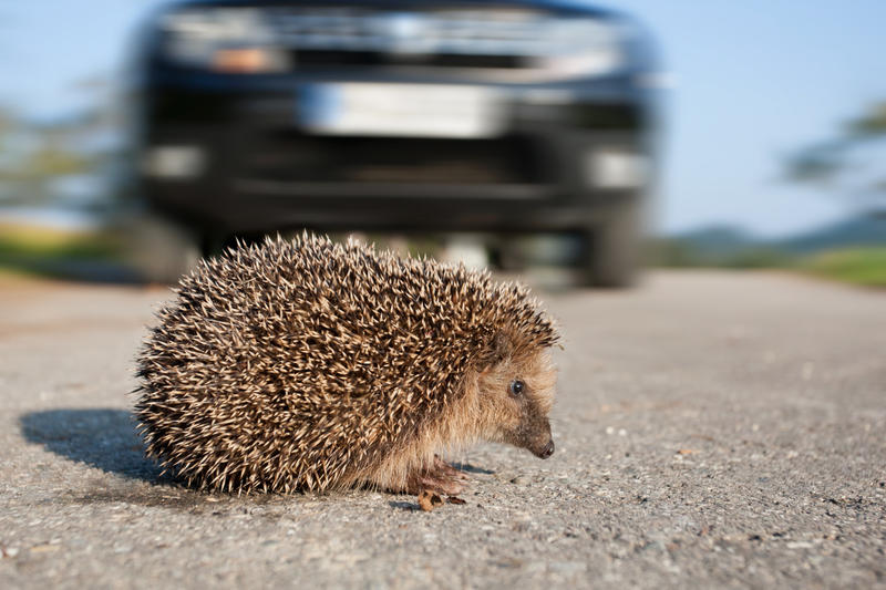 Igel-Freund­schaften sind toxisch