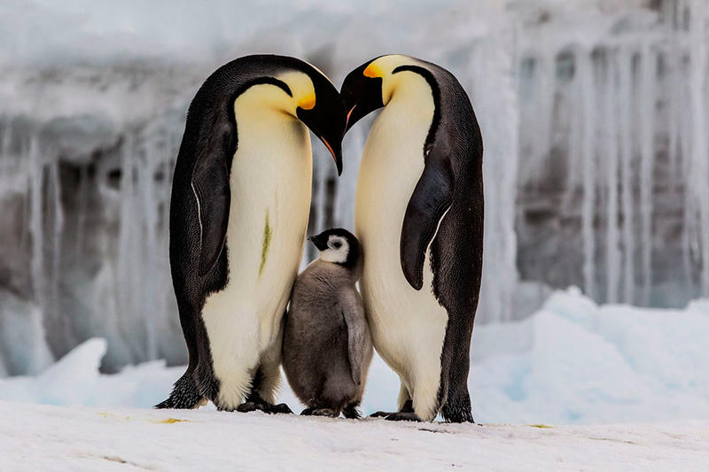 El problema del pingüino, por Aglaya Kinzbruner