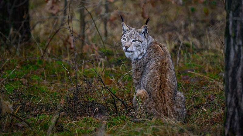 Missing Lynx: How the Rise of Border Walls Has Divided Wildlife Populations