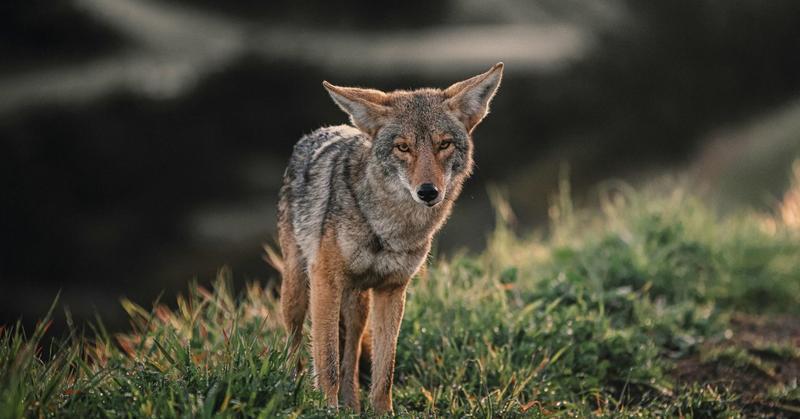 Learning to Cope Like a Coyote