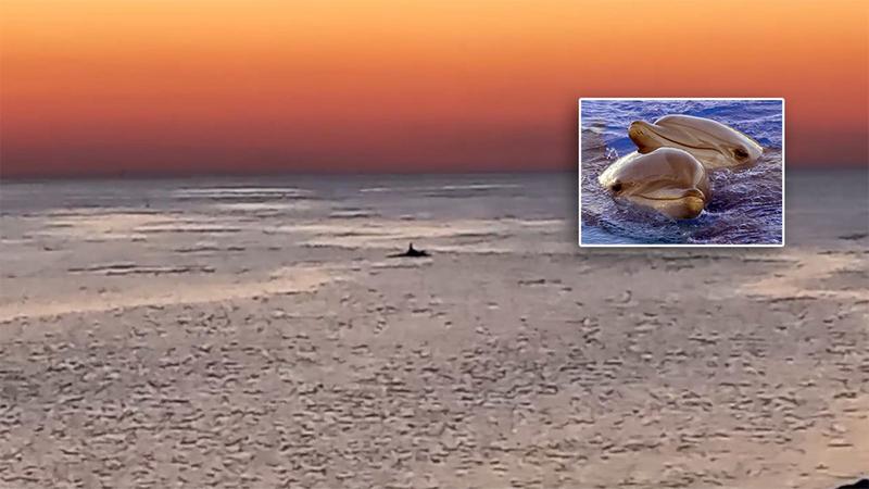 La danza dei delfini al porto di Pesaro / Video