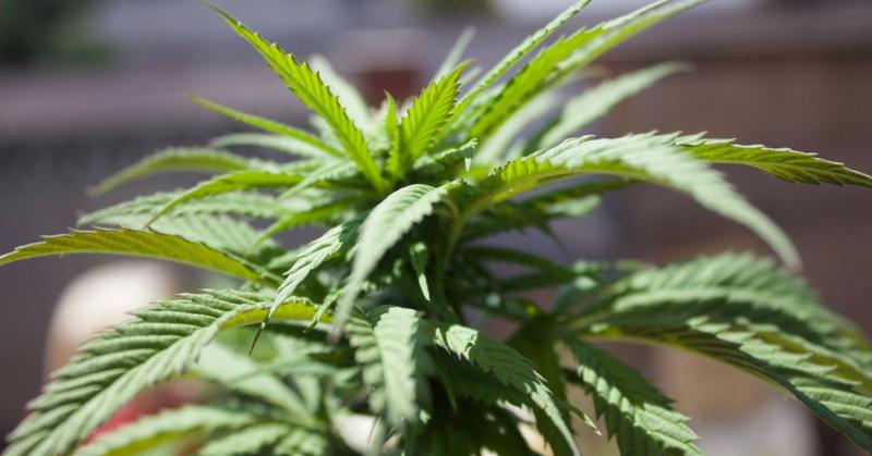 Evidence Mounts: Cannabis Helps Women Work Up to Orgasm