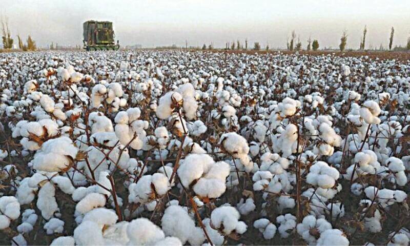 Cotton import bill goes up by 114pc